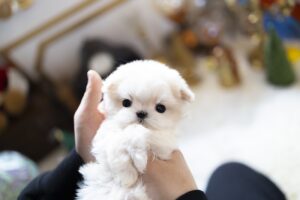 Teacup maltese puppies for sale