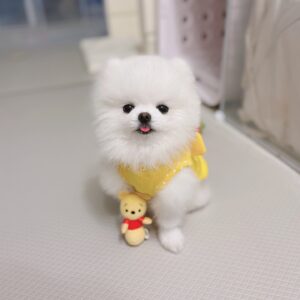 Pomeranian puppy for sale