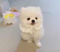 Pomeranian puppies for sale