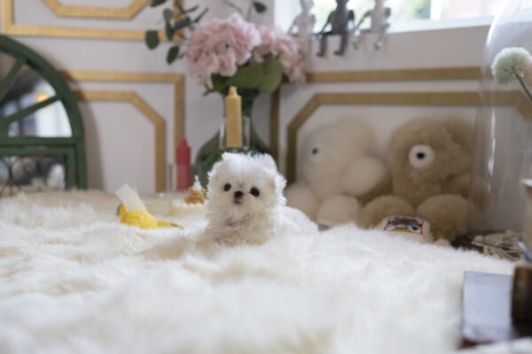 Teacup maltese puppy for sale