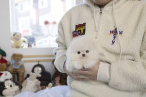 teacup pomeranian puppy for sale near me