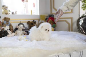 Teacup puppies for sale near me