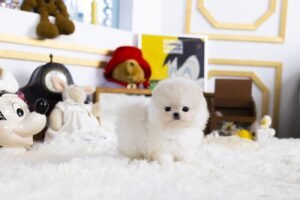 Teacup Pomeranian puppies for sale