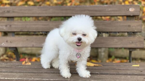 maltese puppies for sale