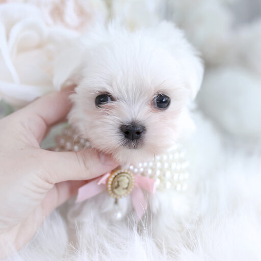 toy breed puppies for sale